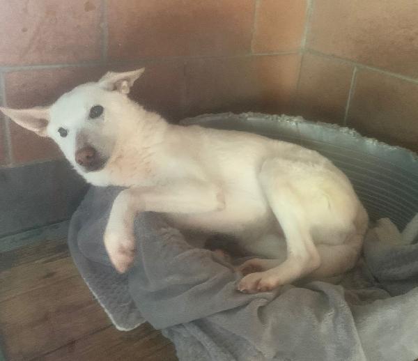 OFELIA, cagnolina composta, raffinata e sensibile Foto 8